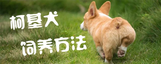 柯基犬饲养方法 | 宠物病虫害防治