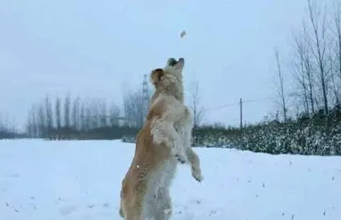 雨雪天遛狗该知道的六大注意事项【图】 | 宠物新闻资讯