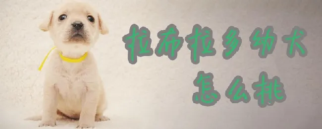 拉布拉多幼犬怎么挑 | 养宠入门知识