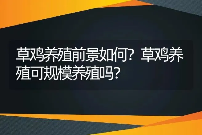 草鸡养殖前景如何？草鸡养殖可规模养殖吗？ | 家禽养殖