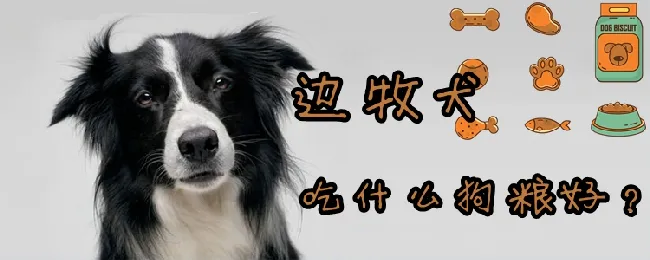 边牧犬吃什么狗粮好 | 宠物病虫害防治