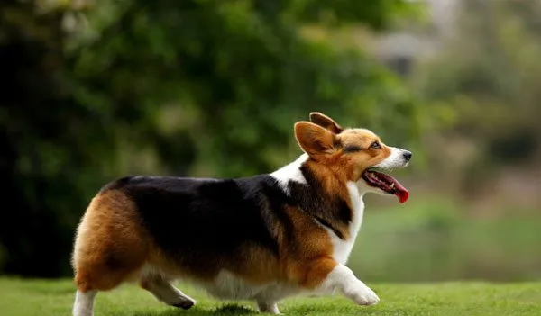 【柯基犬图片】草坪上的柯基犬神采奕奕 | 宠物狗图片