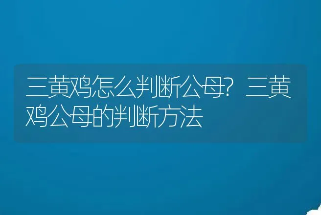 三黄鸡怎么判断公母?三黄鸡公母的判断方法 | 家禽养殖