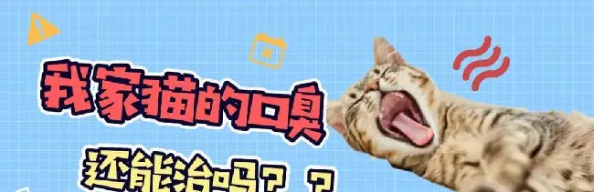 猫咪口臭应该如何治疗？ | 宠物猫饲养