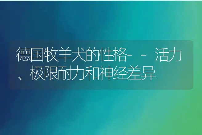 德国牧羊犬的性格--活力、极限耐力和神经差异 | 动物养殖