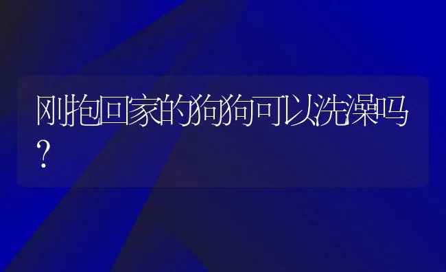 刚抱回家的狗狗可以洗澡吗? | 宠物猫