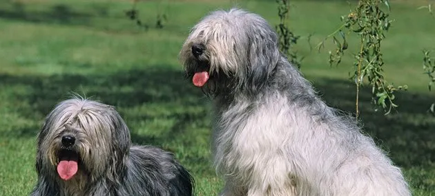 波兰低地牧羊犬的外形特征及血统介绍 | 宠物牧羊犬饲养