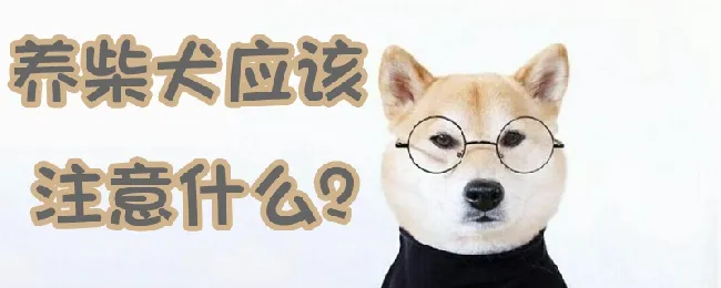 养柴犬应该注意什么 | 宠物病虫害防治