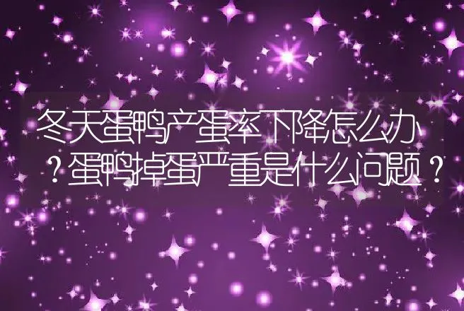 冬天蛋鸭产蛋率下降怎么办？蛋鸭掉蛋严重是什么问题？ | 家禽养殖