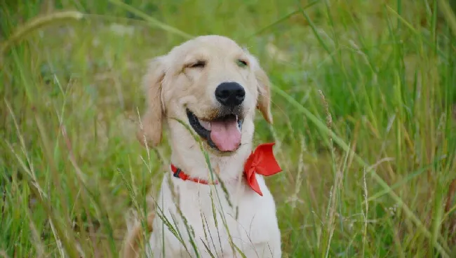 金毛犬图片_金毛犬高清写真照片 | 宠物狗图片