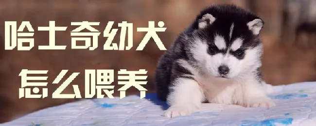 哈士奇幼犬怎么喂 | 宠物病虫害防治