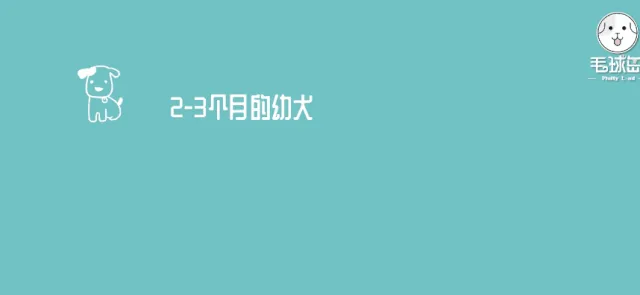 狗狗每天吃几顿才科学呢？ | 宠物狗饲养