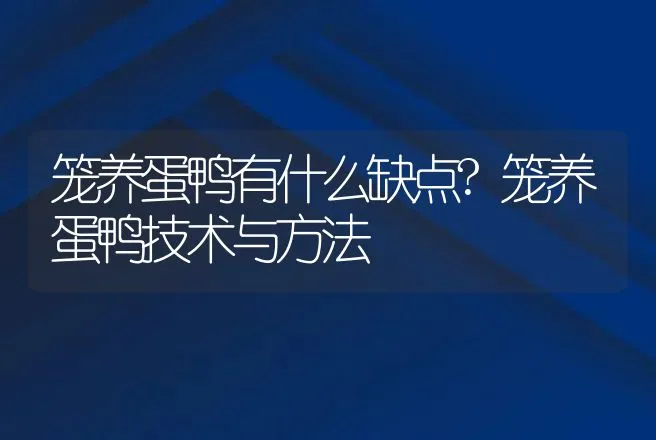 笼养蛋鸭有什么缺点?笼养蛋鸭技术与方法 | 家禽养殖