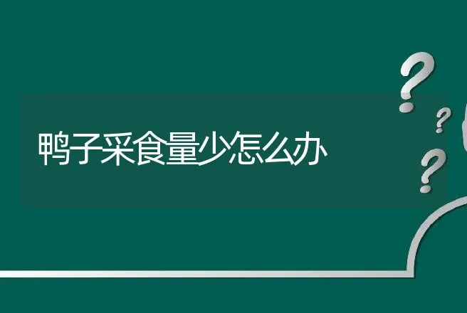 鸭子采食量少怎么办 | 家禽养殖