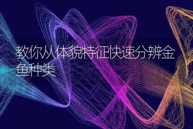 教你从体貌特征快速分辨金鱼种类 | 动物养殖