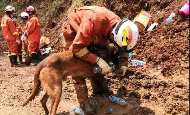 连续工作40个小时，搜救犬被钢筋穿破皮肉，却仍坚持在一线… | 宠物新闻资讯