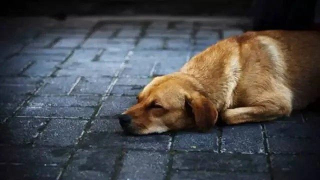 陪伴我们童年的中华田园犬会走向灭绝吗？ | 宠物新闻资讯