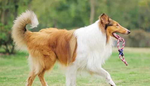 如何训练苏格兰牧羊犬握手？训练苏格兰牧羊犬握手方法！ | 宠物猫训练