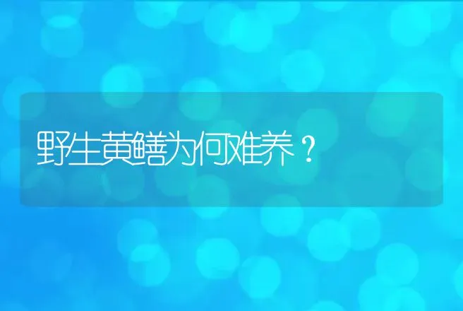 野生黄鳝为何难养？ | 动物养殖