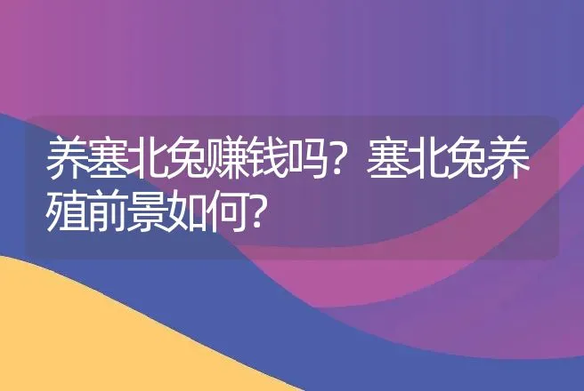 养塞北兔赚钱吗？塞北兔养殖前景如何？ | 养殖致富