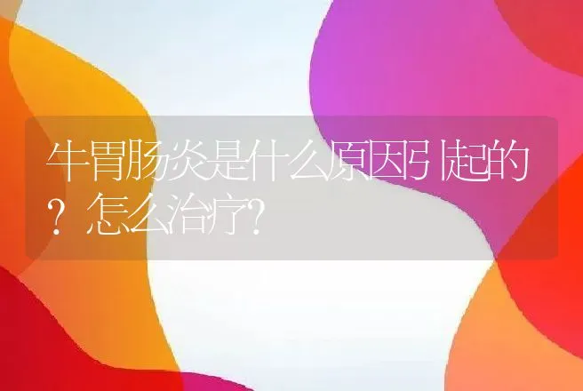 牛胃肠炎是什么原因引起的？怎么治疗？ | 兽医知识大全