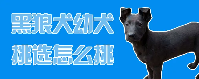 黑狼犬幼犬挑选怎么挑 | 养宠入门知识