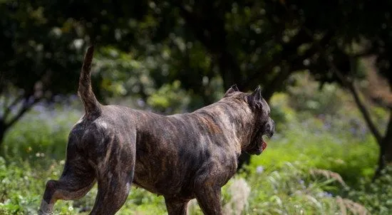 加纳利犬怎么自制狗粮 西班牙加纳利犬自制狗粮配方介绍 | 宠物病虫害防治