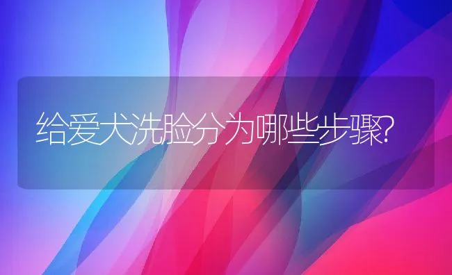 给爱犬洗脸分为哪些步骤? | 宠物趣闻