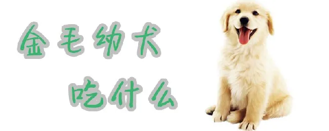 金毛幼犬吃什么 | 宠物病虫害防治