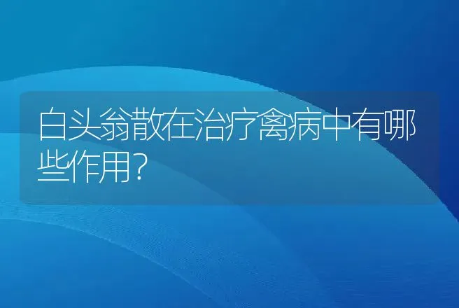 白头翁散在治疗禽病中有哪些作用？ | 动物养殖