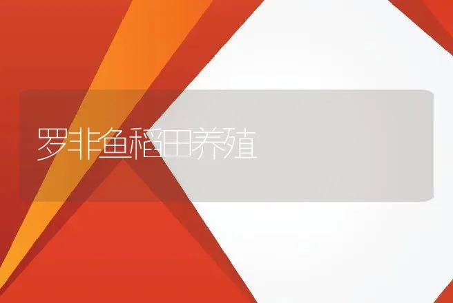 罗非鱼稻田养殖 | 动物养殖