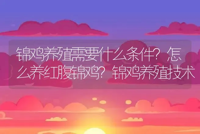 锦鸡养殖需要什么条件？怎么养红腹锦鸡？锦鸡养殖技术 | 家禽养殖