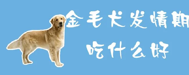 金毛犬发情期吃什么好 | 宠物病虫害防治