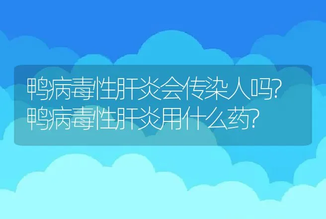 鸭病毒性肝炎会传染人吗?鸭病毒性肝炎用什么药? | 兽医知识大全