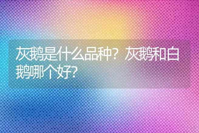 灰鹅是什么品种？灰鹅和白鹅哪个好？ | 动物养殖