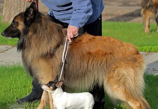 比利时特伏丹犬中暑怎么办 中暑解决办法 | 宠物病虫害防治