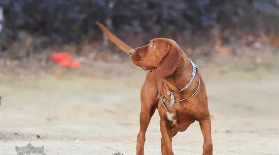 如何给红骨猎浣熊犬刷牙 红骨猎浣熊犬刷牙教程 | 宠物病虫害防治