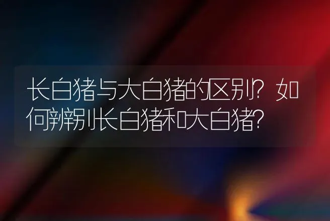 长白猪与大白猪的区别？如何辨别长白猪和大白猪？ | 养殖致富