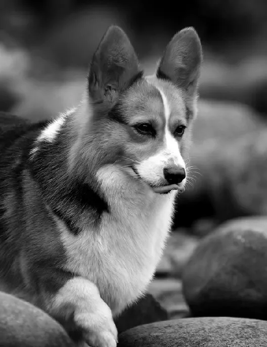 【柯基犬图片】草坪上的柯基犬神采奕奕 | 宠物狗图片