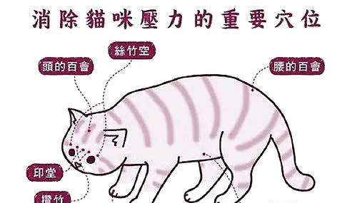 给猫咪按摩有什么好处 | 宠物喂养知识