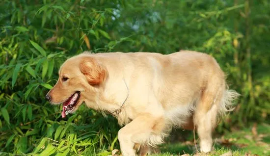 不同性格的金毛犬怎么训练？ | 宠物狗训练技巧