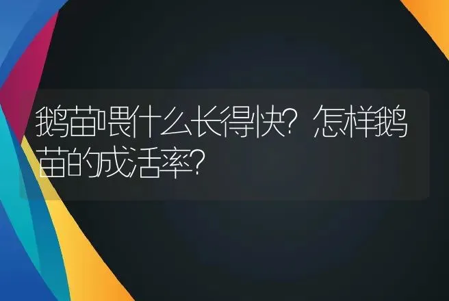 鹅苗喂什么长得快？怎样鹅苗的成活率？ | 家禽养殖