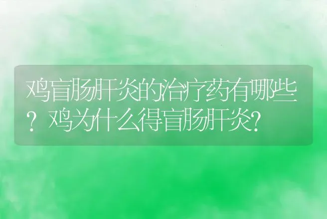 鸡盲肠肝炎的治疗药有哪些？鸡为什么得盲肠肝炎? | 兽医知识大全