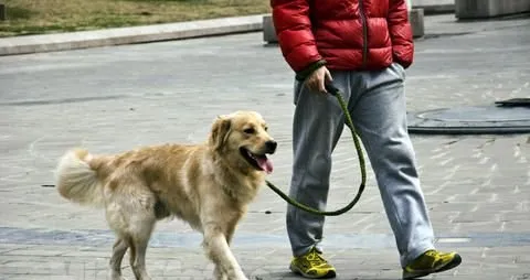 宠物狂奔不慎撞到路人，谁想却要为此赔偿16万元 | 宠物新闻资讯