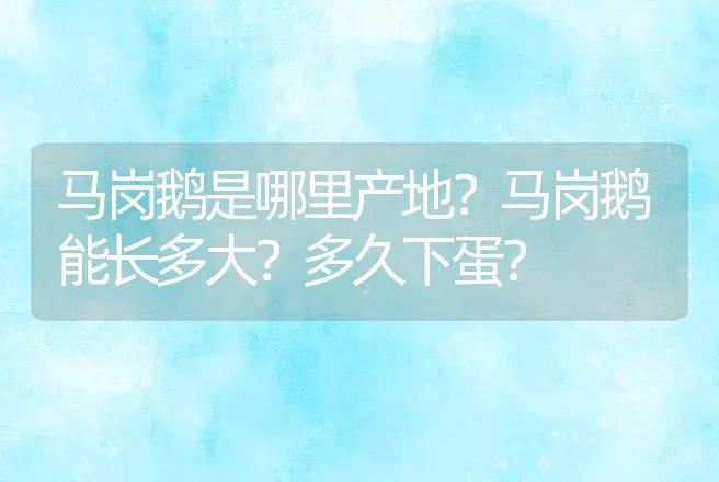 马岗鹅是哪里产地？马岗鹅能长多大？多久下蛋？ | 家禽养殖