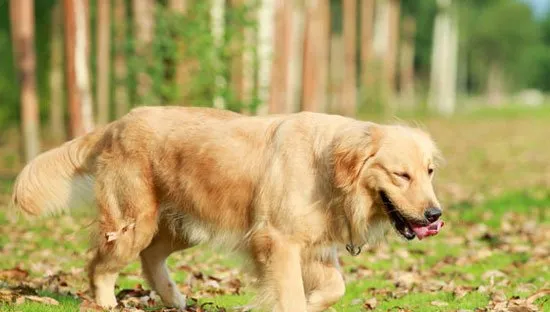 如何训练好金毛犬？金毛犬训练的10个方法技巧 | 宠物狗训练技巧