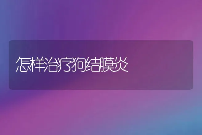 怎样治疗狗结膜炎 | 动物养殖