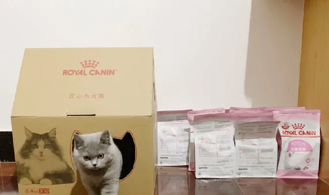 小猫怎么养？划重点啦！新手养猫必备知识 | 宠物猫饲养