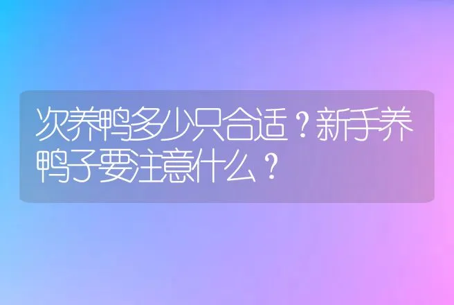 次养鸭多少只合适？新手养鸭子要注意什么？ | 家禽养殖