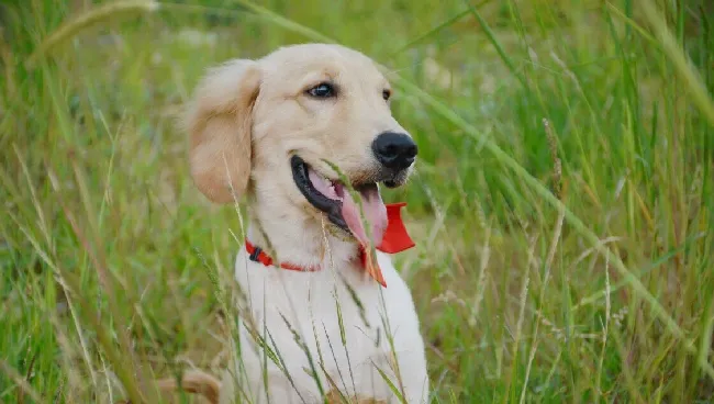 金毛犬图片_金毛犬高清写真照片 | 宠物狗图片